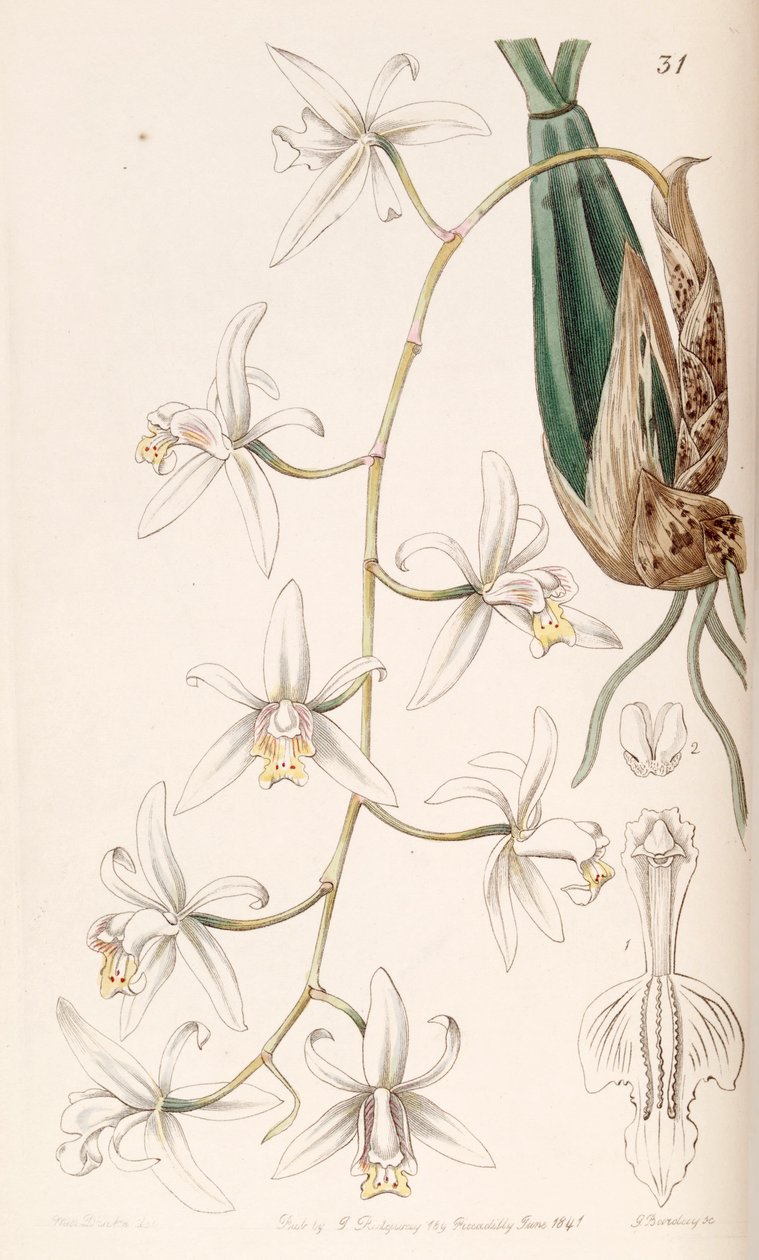 Coelogyne flaccida tekijältä Miss Drake