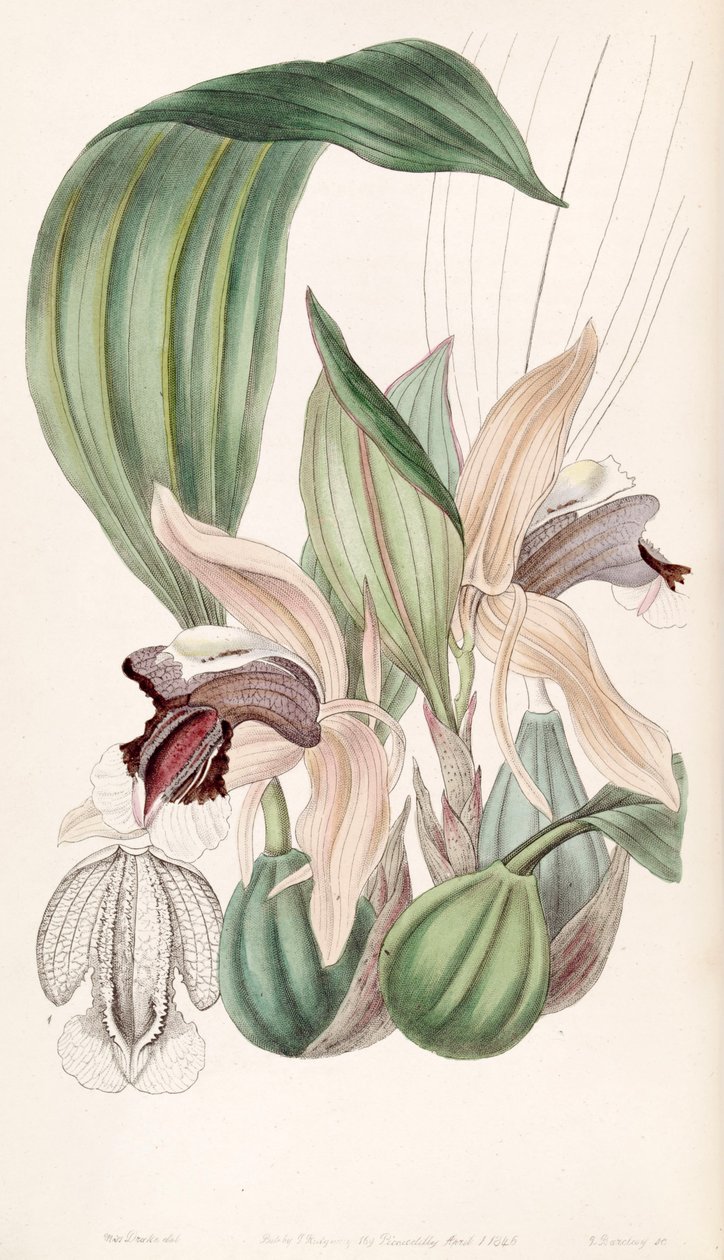 Coelogyne speciosa tekijältä Miss Drake