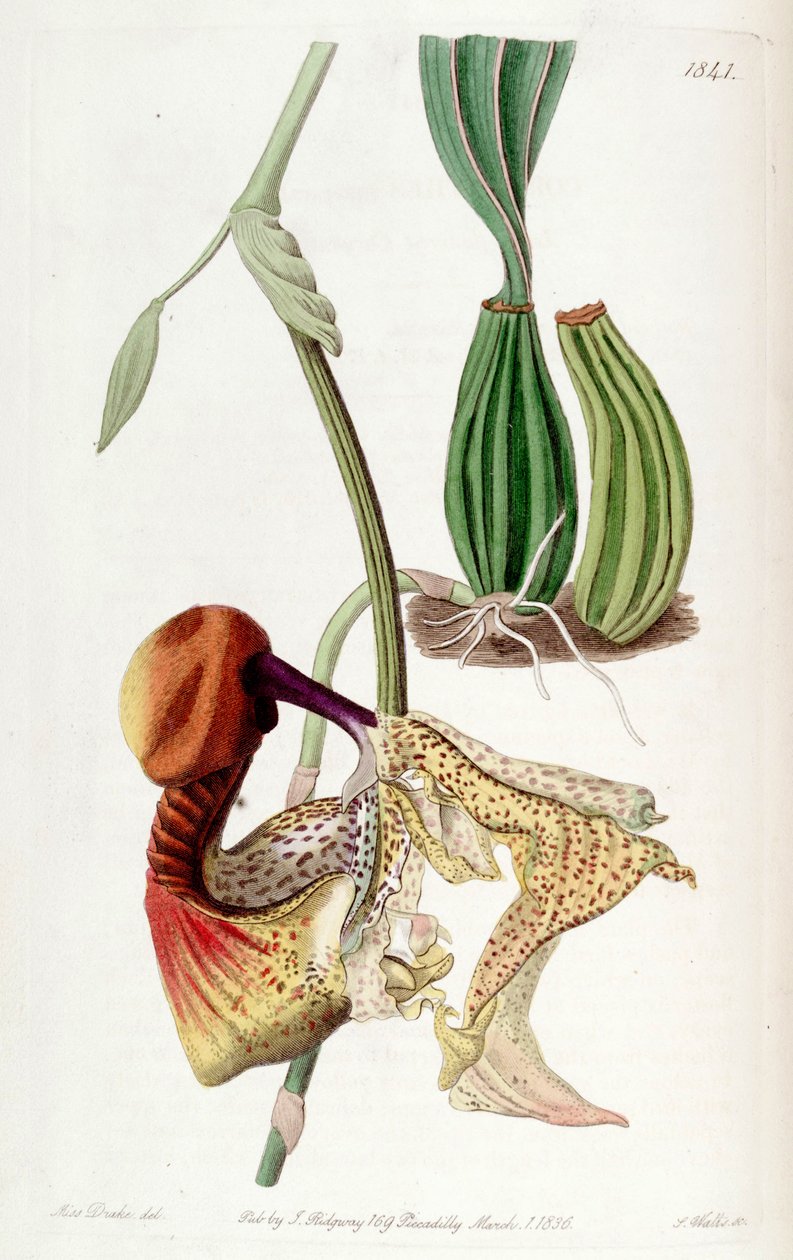 Coryanthes macrantha tekijältä Miss Drake