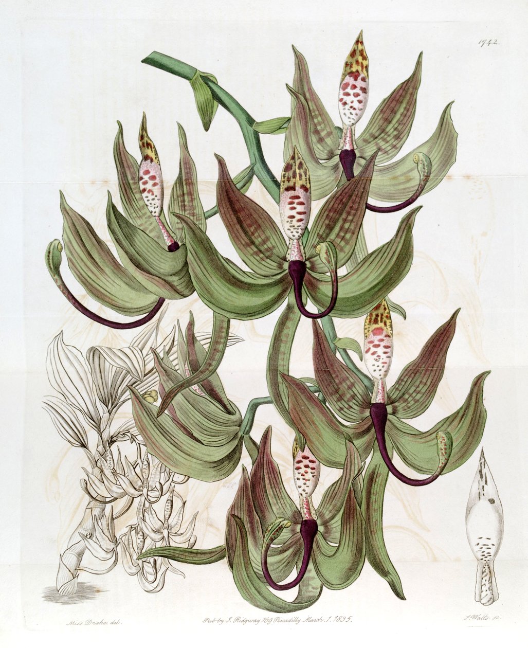 Cycnoches loddigesii tekijältä Miss Drake
