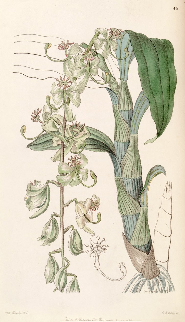 Cycnoches stelliferum (syn. Cycnoches egertonianum var. Viride) tekijältä Miss Drake