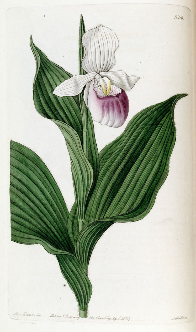Cypripedium reginae (syn. Cypripedium spectabile) tekijältä Miss Drake