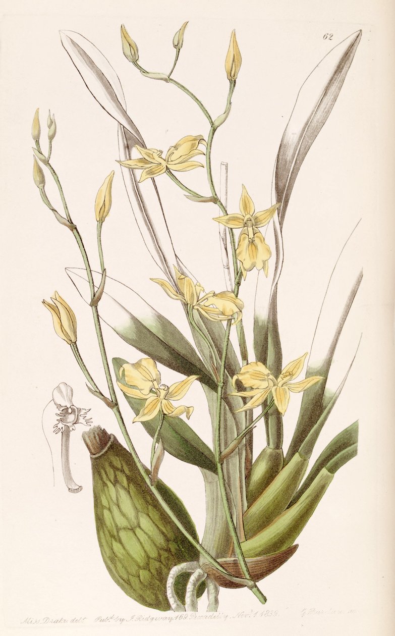 Cyrtochilum aureum (syn. Cyrtochilum mystacinum) tekijältä Miss Drake