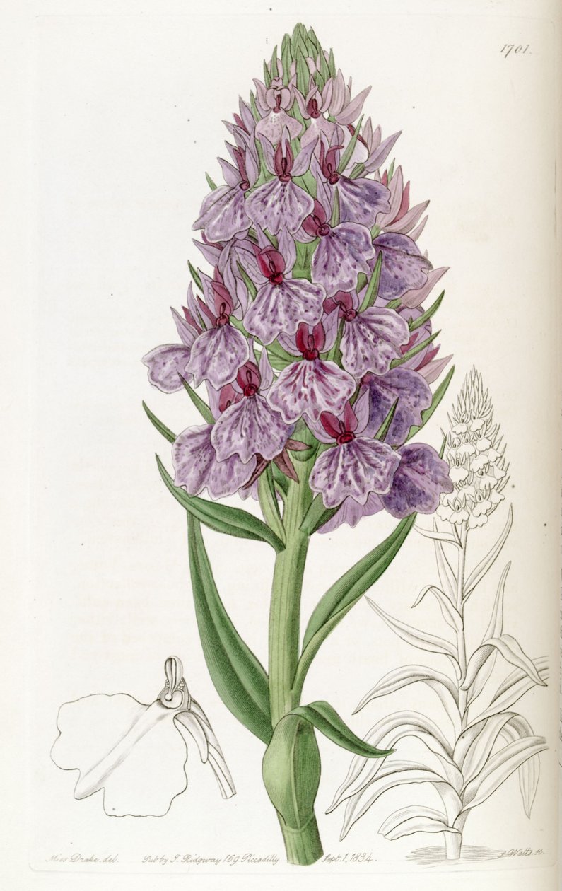 Dactylorhiza foliosa (syn. Orchis foliosa) tekijältä Miss Drake