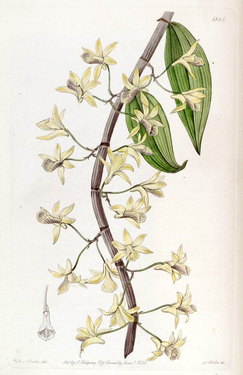 Dendrobium aphyllum (synonyymi Dendrobium macrostachyum) tekijältä Miss Drake