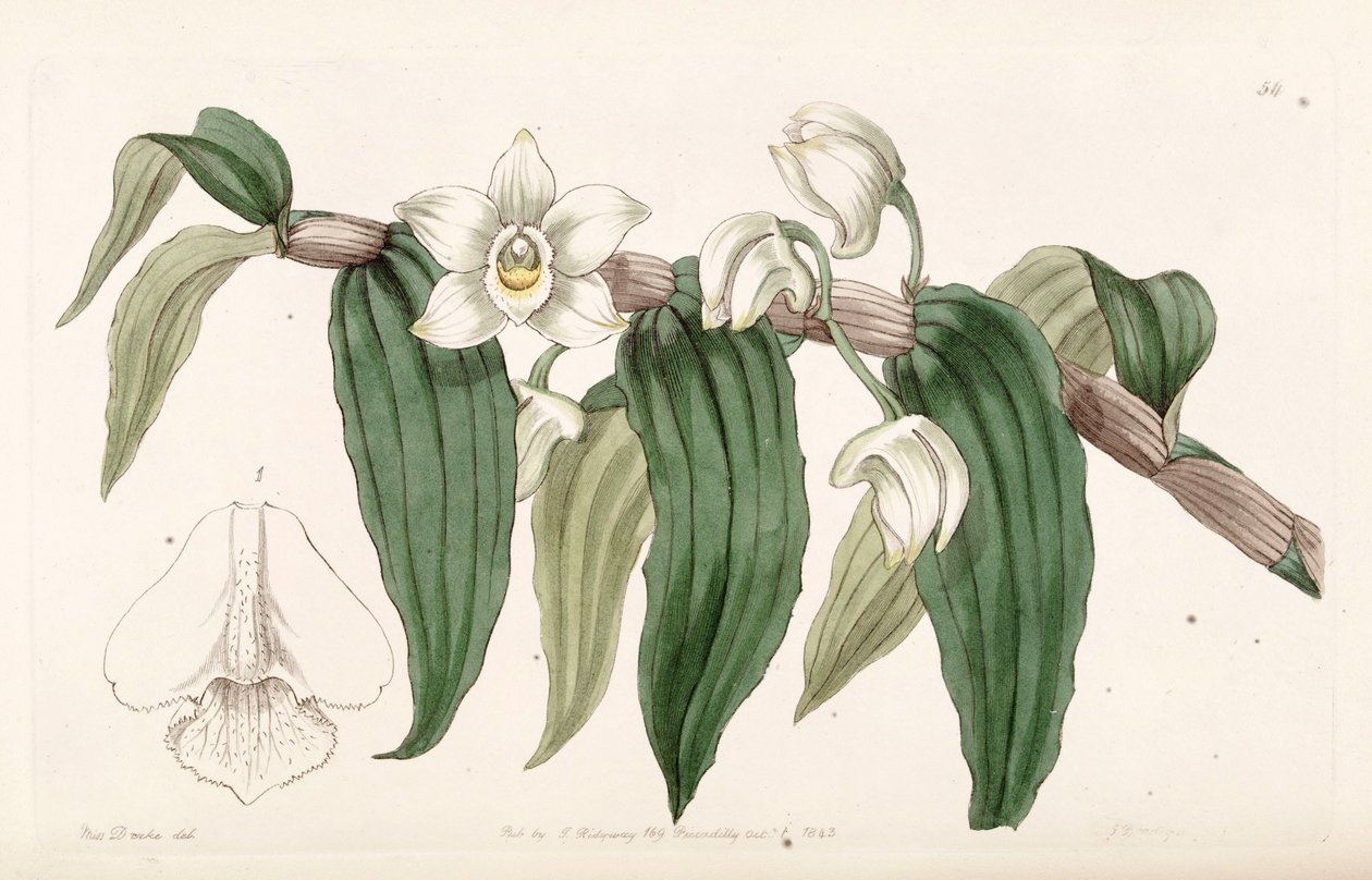 Dendrobium aqueum tekijältä Miss Drake