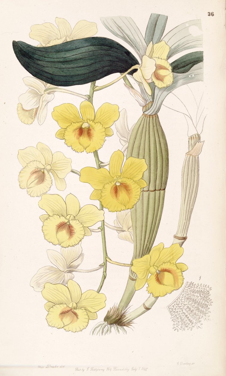 Dendrobium chrysotoxum tekijältä Miss Drake