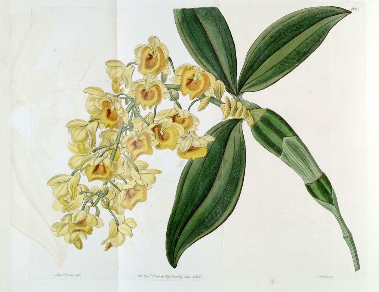 Dendrobium densiflorum tekijältä Miss Drake