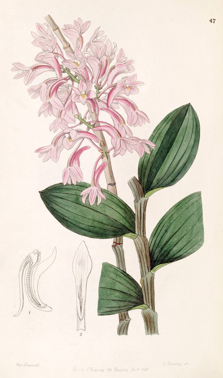Dendrobium hasseltii (syn. Dendrobium kuhlii) tekijältä Miss Drake