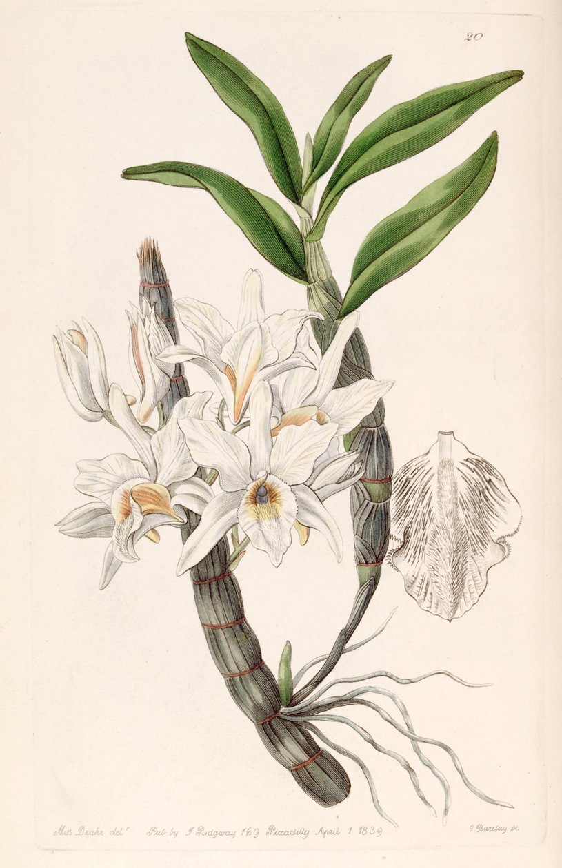 Dendrobium heterocarpum (syn. Dendrobium aureum var. Pallidum) tekijältä Miss Drake