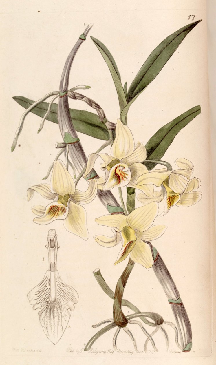 Dendrobium heterocarpum (syn. Dendrobium rhombeum) tekijältä Miss Drake
