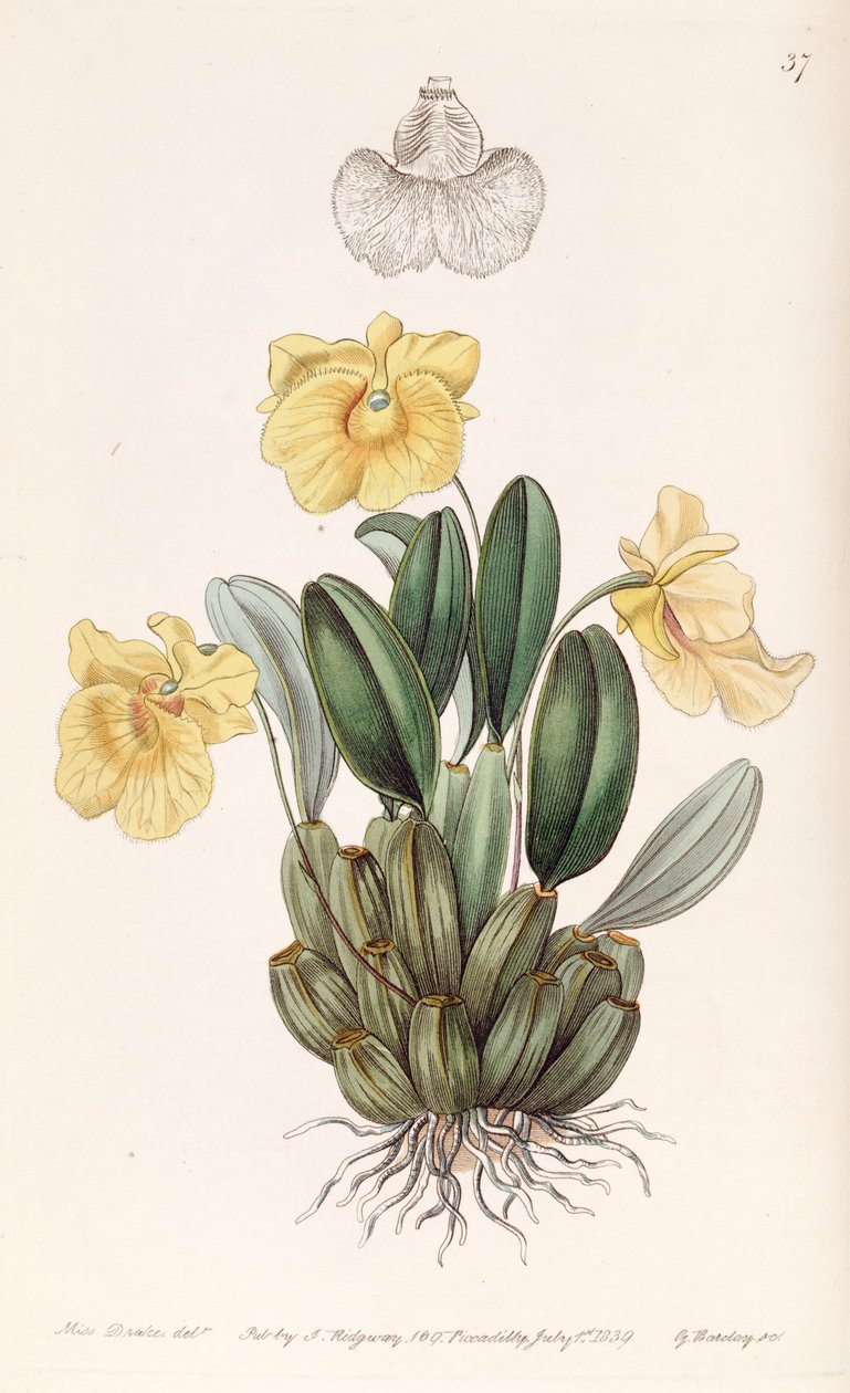 Dendrobium jenkinsii tekijältä Miss Drake