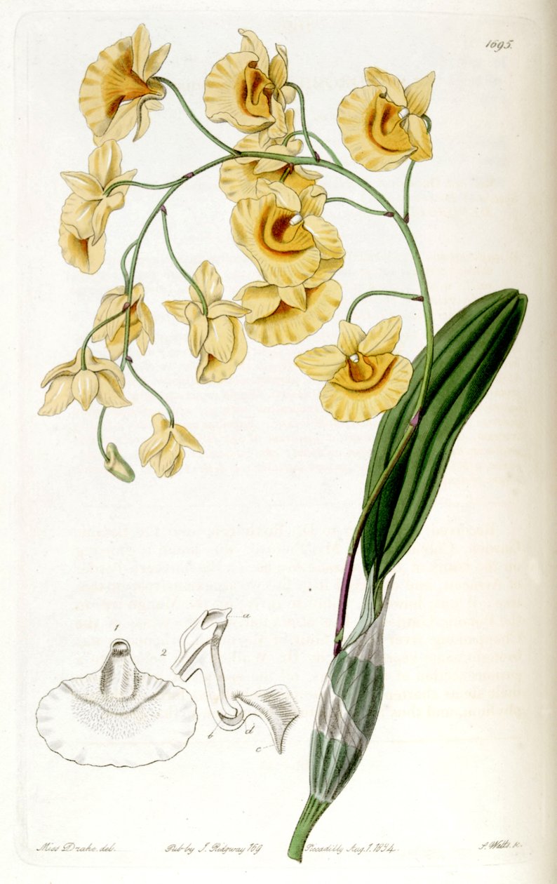 Dendrobium lindleyi (syn. Dendrobium aggregatum) tekijältä Miss Drake