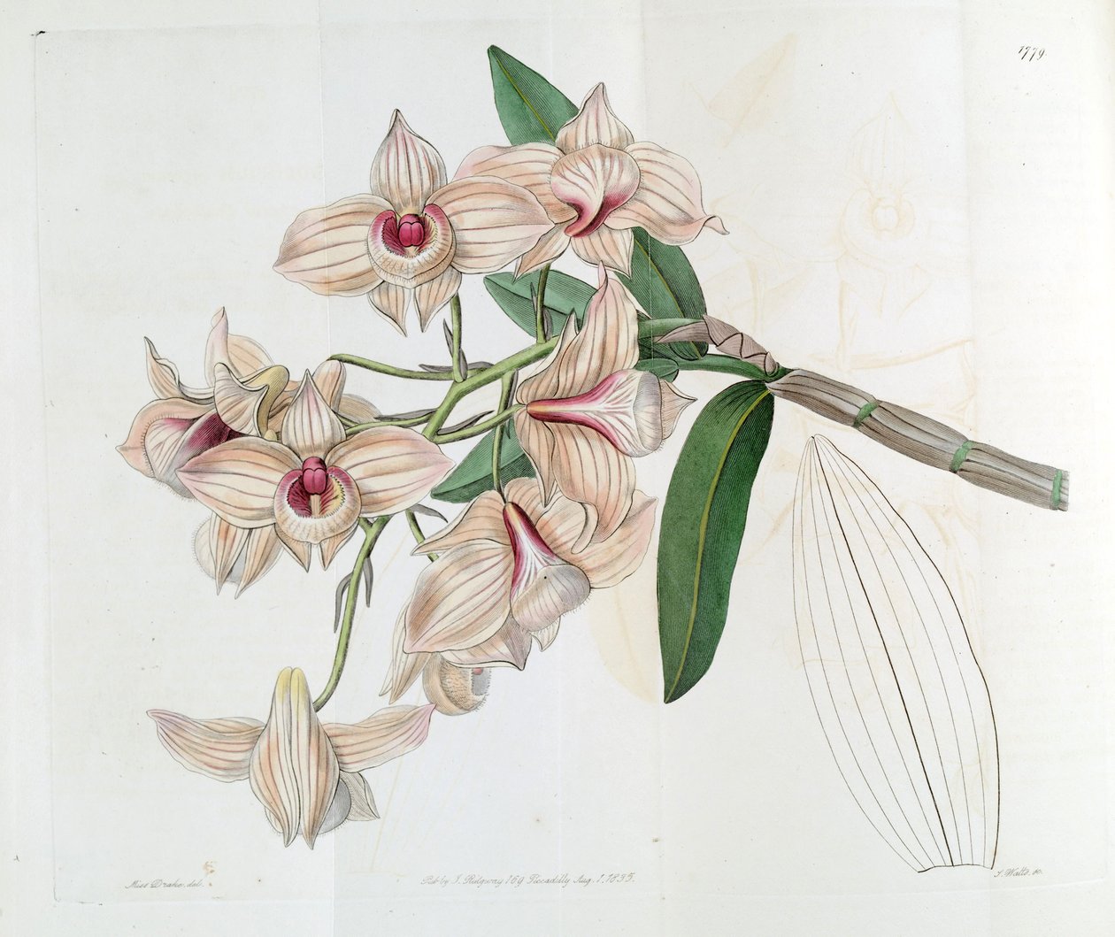 Dendrobium moschatum (synonyymi Dendrobium cupreum) tekijältä Miss Drake
