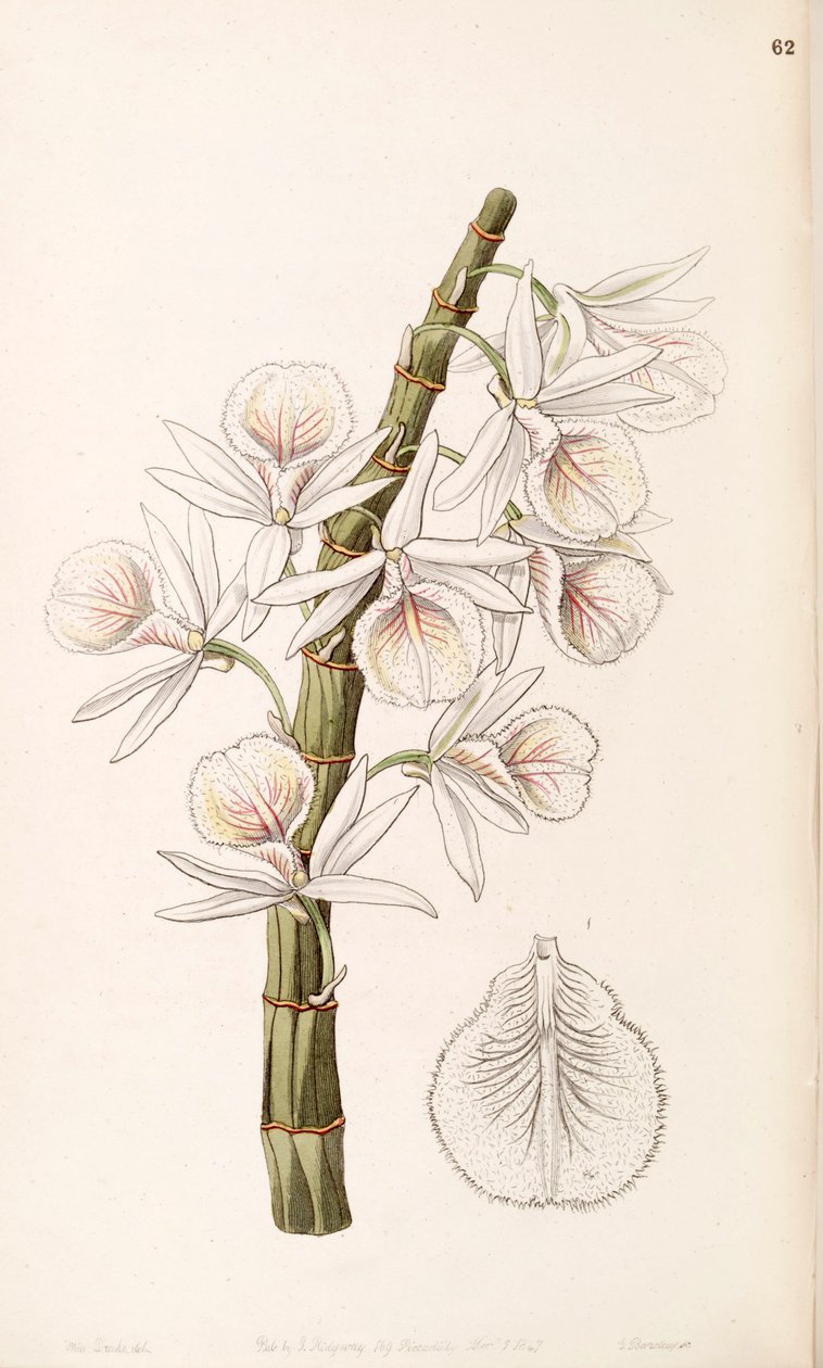 Dendrobium polyanthum (syn. Dendrobium cretaceum) tekijältä Miss Drake