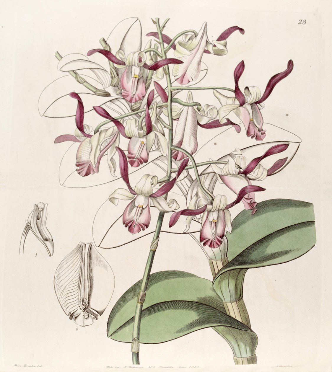 Dendrobium taurinum tekijältä Miss Drake