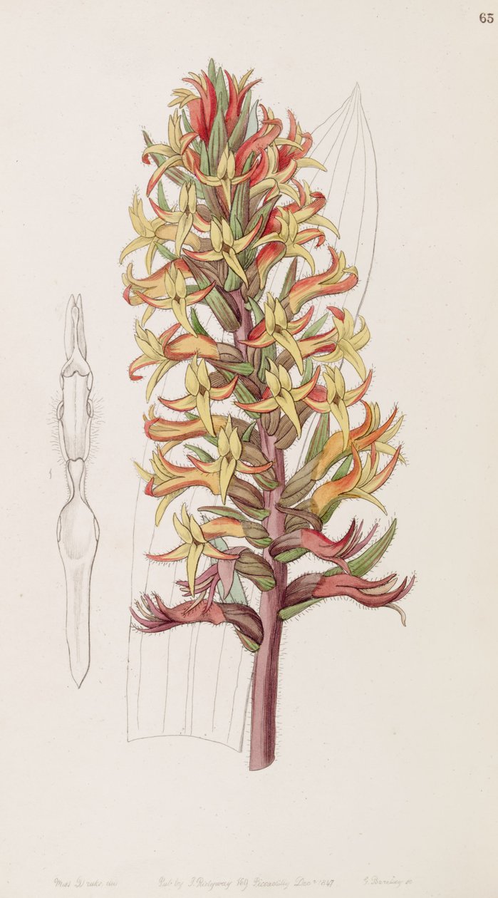 Dichromanthus cinnabarinus (syn. Stenorrhynchos cinnabarinum, kirjoittanut Lindley nimellä Stenorhynchus cinnabarinus)) tekijältä Miss Drake