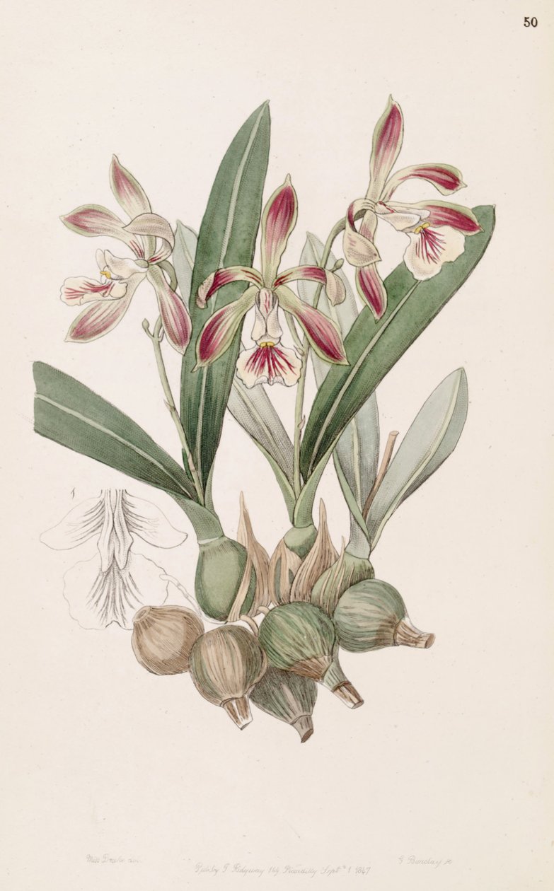 Encyclia pyriformis (syn. Epidendrum pyriforme) tekijältä Miss Drake