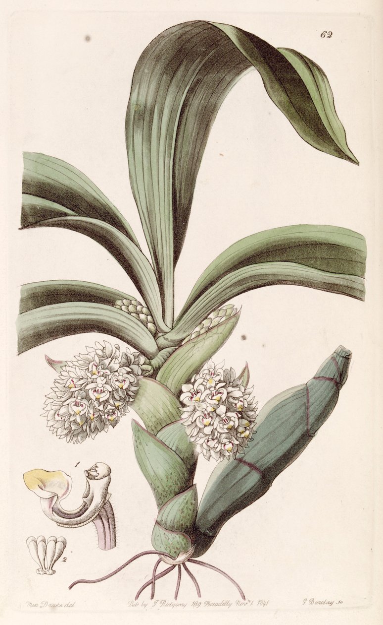 Eria spicata (syn. Eria convallarioides) tekijältä Miss Drake