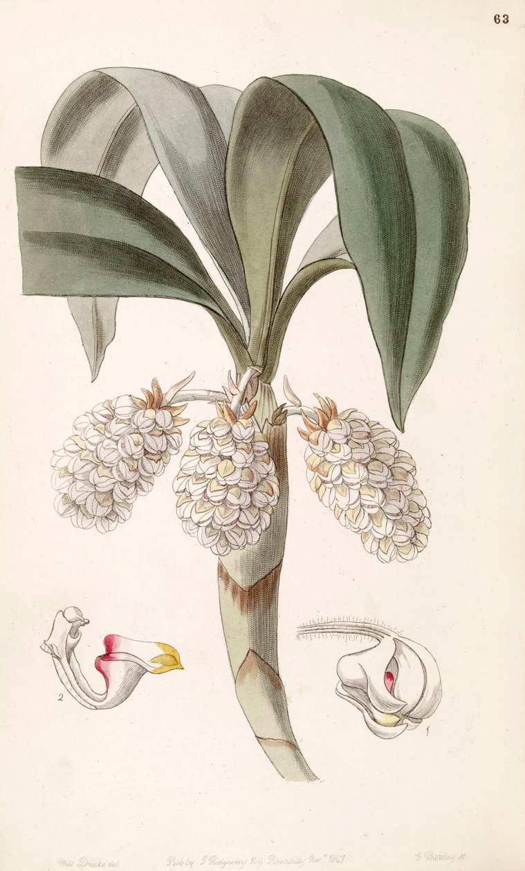 Eria spicata (syn. Eria convallarioides) tekijältä Miss Drake