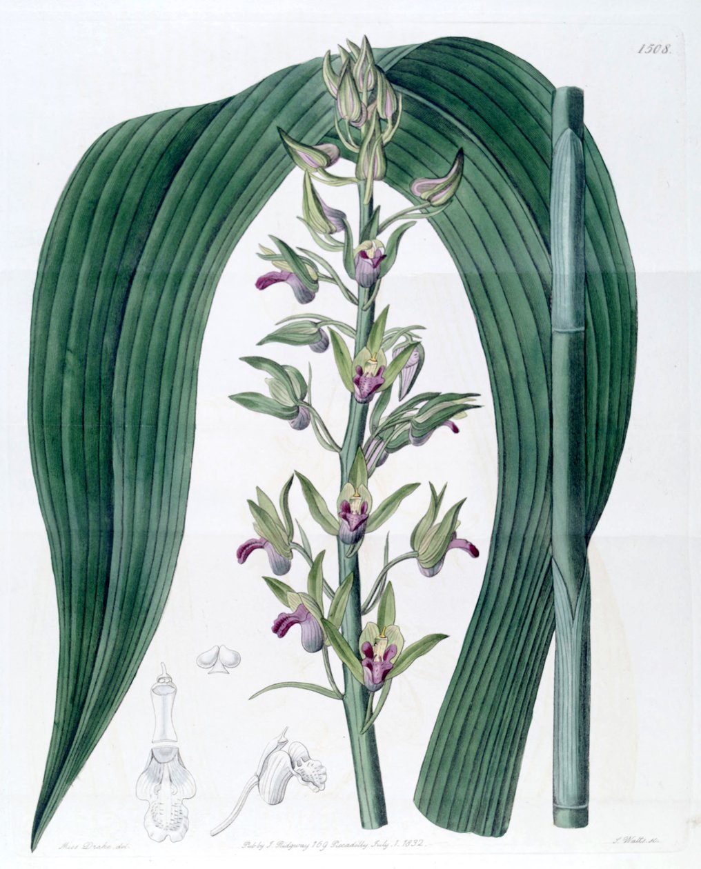 Eulophia alta (syn. Cyrtopodium woodfordii) tekijältä Miss Drake