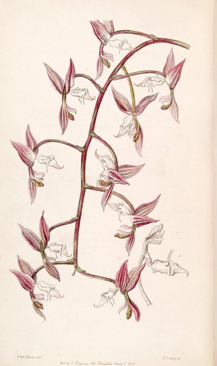 Gongora aromatica (syn. Gongora bufonia var. Leucochila) tekijältä Miss Drake
