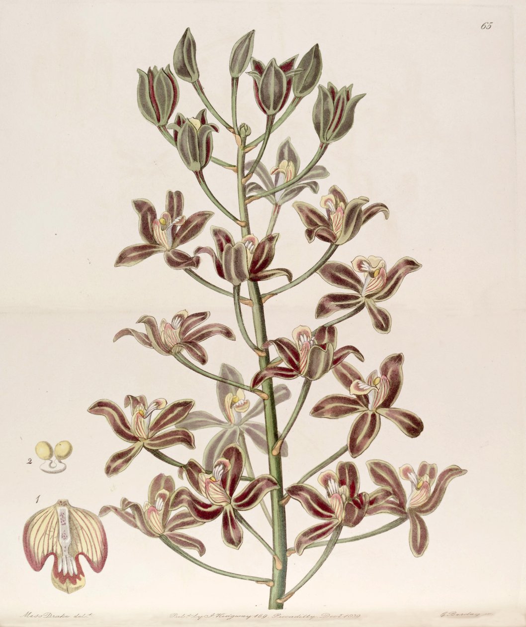 Grammatophyllum multiflorum tekijältä Miss Drake