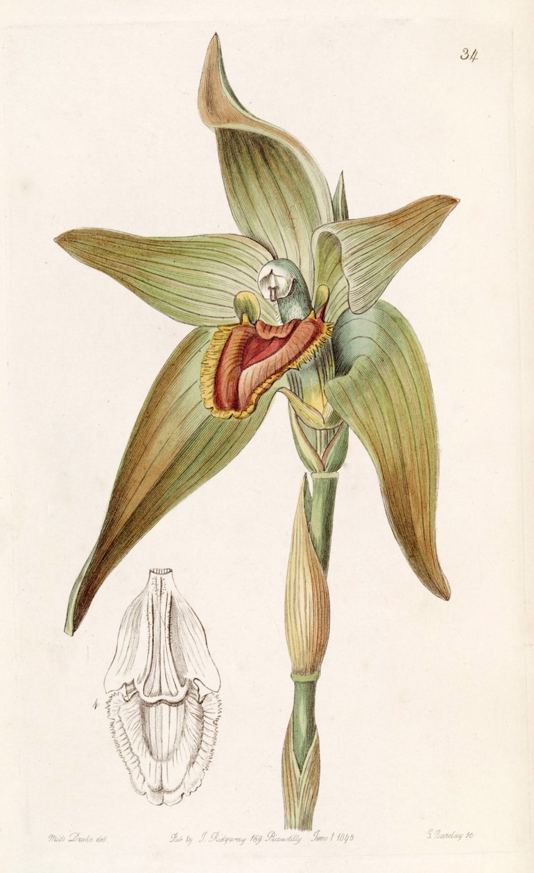 Ida gigantea tai Sudamerlycaste gigantea (syn. Lycaste gigantea) tekijältä Miss Drake
