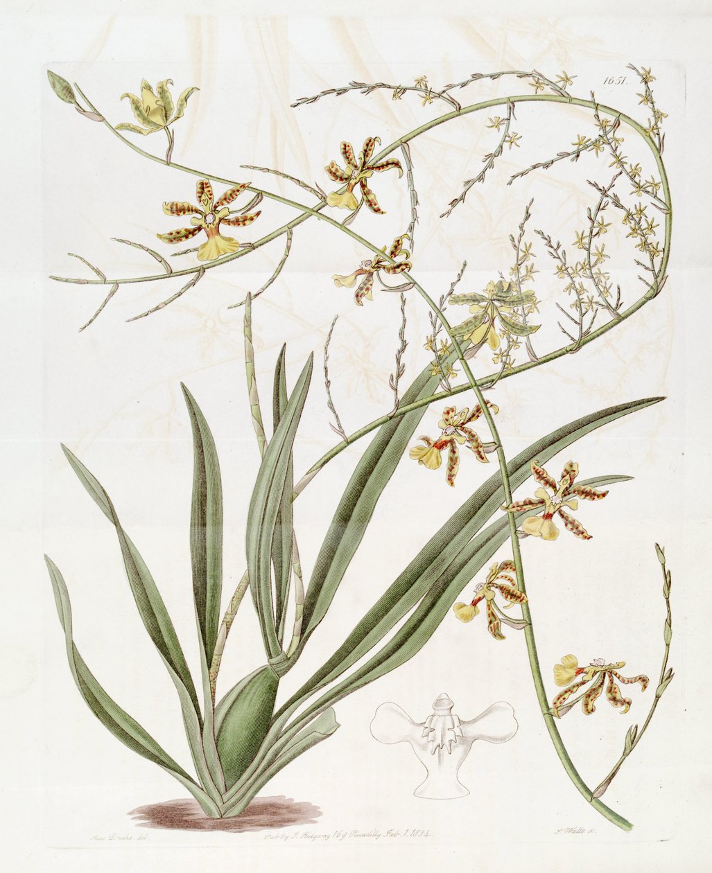 Kuva Oncidium altissimum (Jacq.) Sw.    (Tämä piirustus EI ole Oncidium baueri, katso tarkennussivu Oncidium altissimum)) tekijältä Miss Drake