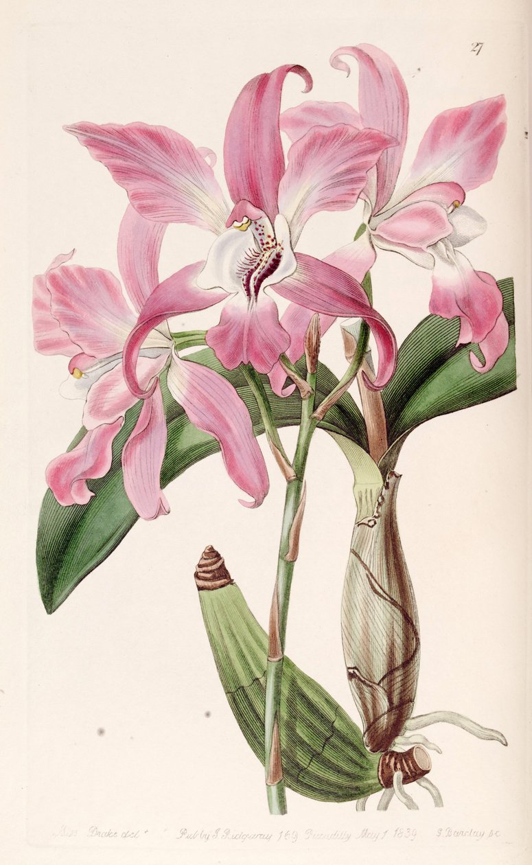 Laelia autumnalis tekijältä Miss Drake