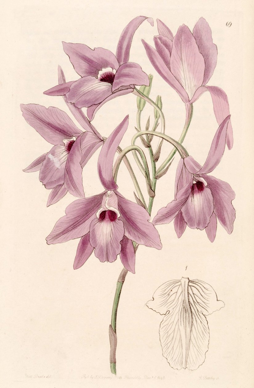 Laelia rubescens (syn. Laelia peduncularis) tekijältä Miss Drake