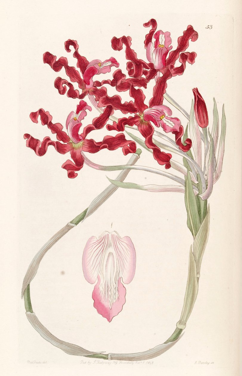 Laelia undulata (syn. Schomburgkia undulata) tekijältä Miss Drake