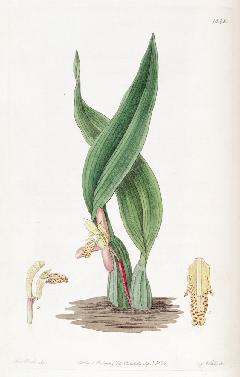 Maxillaria rufescens tekijältä Miss Drake
