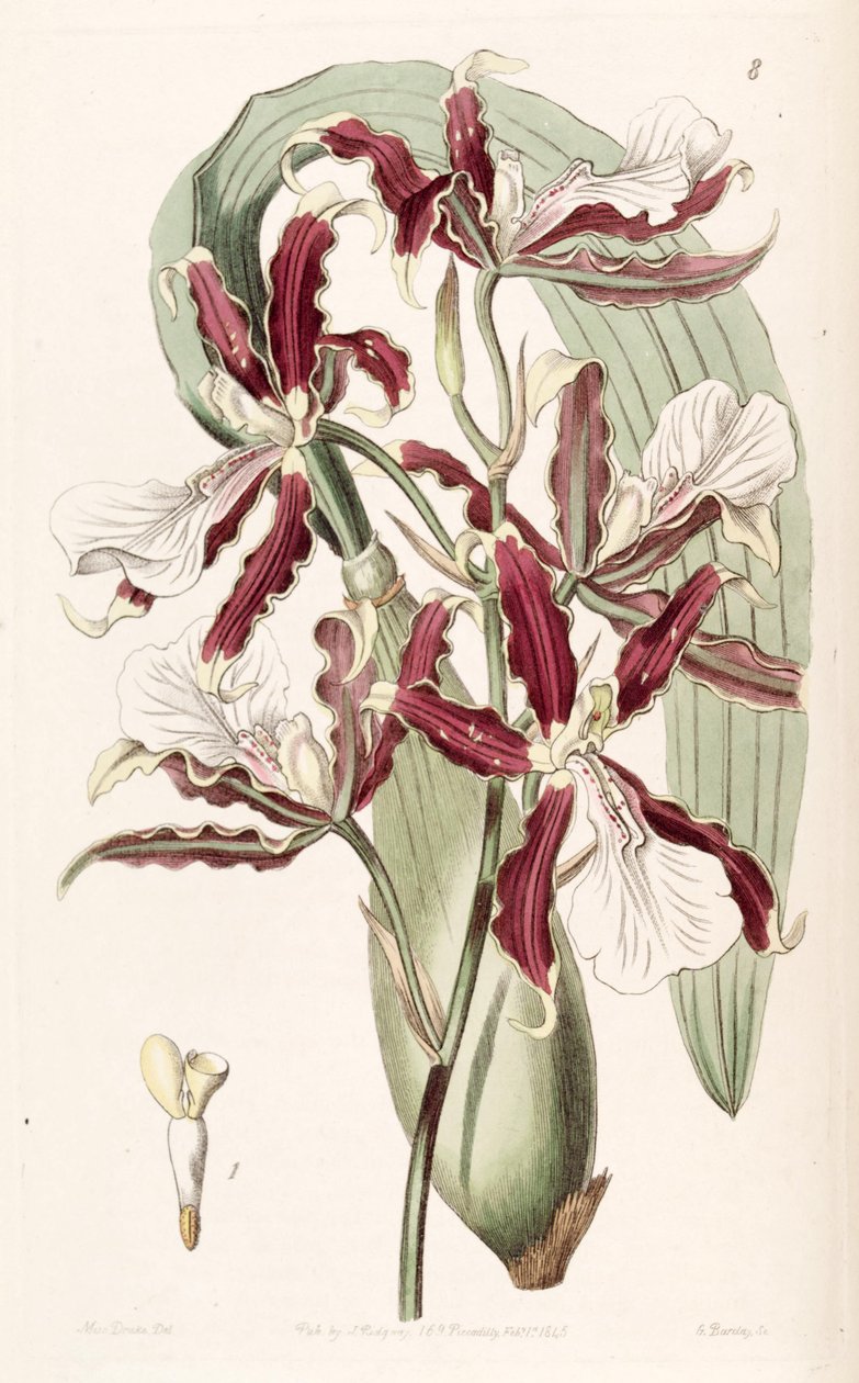 Miltonia cuneata tekijältä Miss Drake