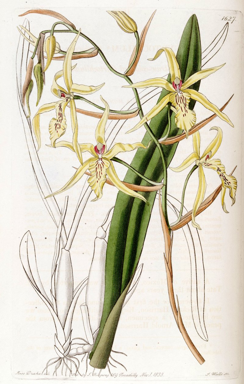 Miltonia flavescens (syn. Cyrtochilum flavescens) tekijältä Miss Drake