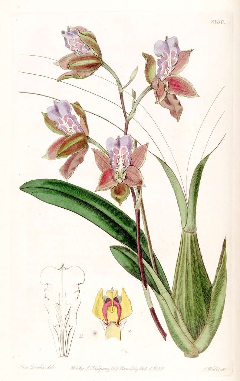 Miltonia russelliana (syn. Oncidium russellianum) tekijältä Miss Drake