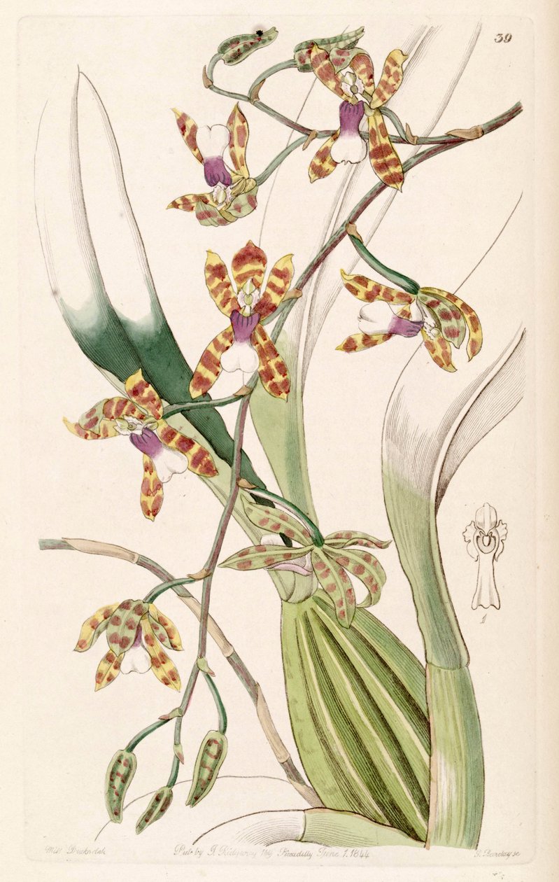 Miltonioides laevis (syn. Odontoglossum laeve) tekijältä Miss Drake