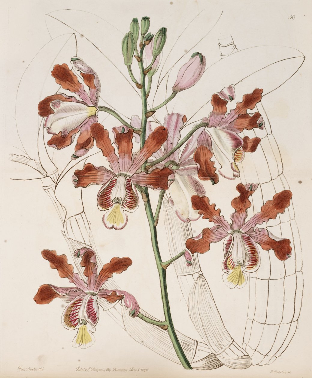 Myrmecophila grandiflora (syn. Schomburgkia tibicinis var. Grandiflora) tekijältä Miss Drake