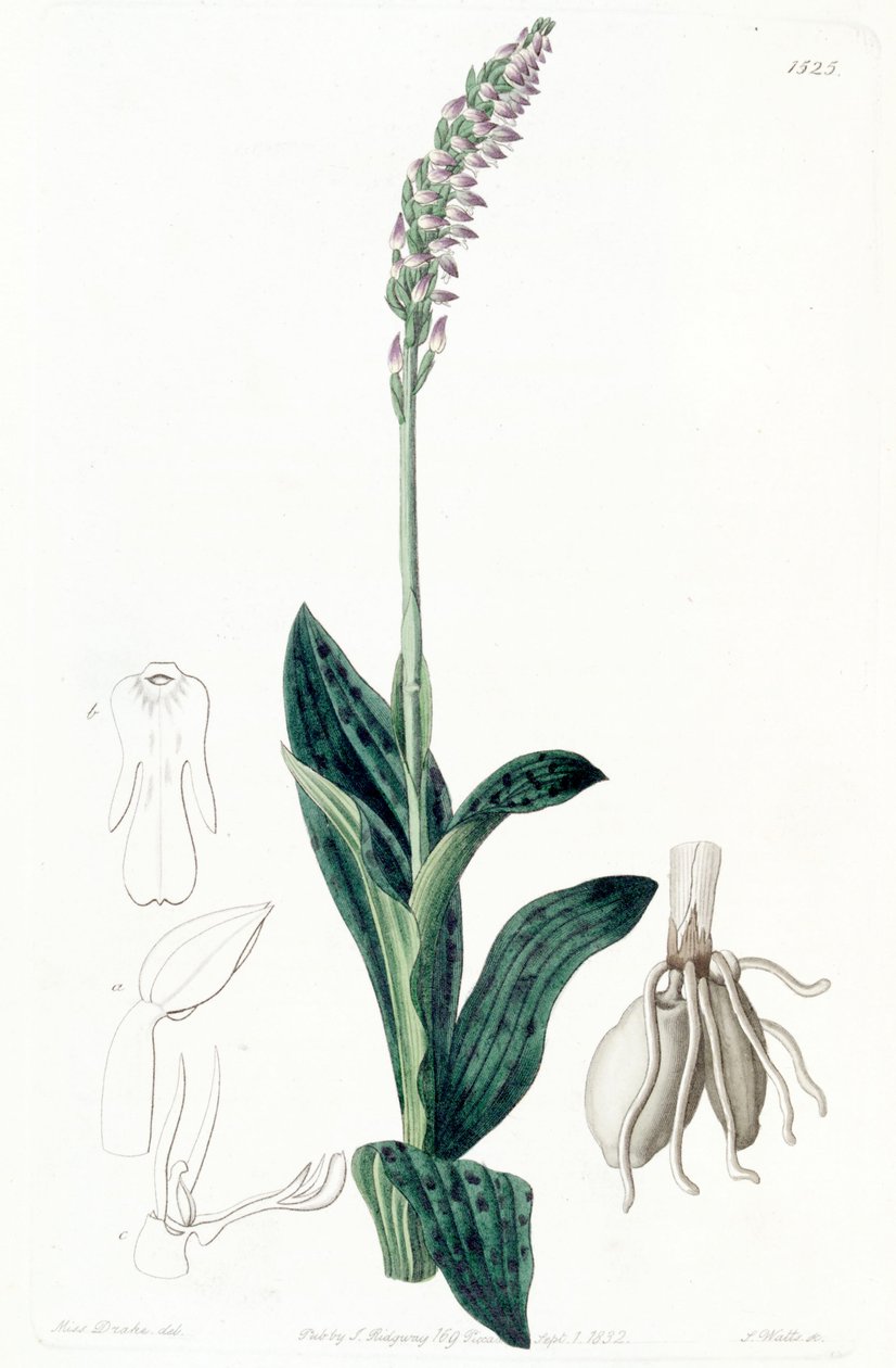 Neotinea maculata (syn. Aceras secundiflorum) tekijältä Miss Drake
