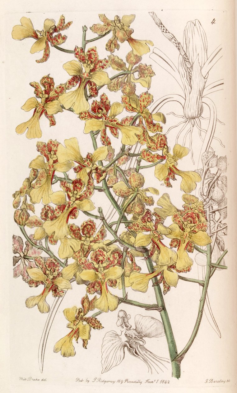 Oncidium cebolleta tai Trichocentrum cebolleta (syn. Oncidium longifolium) tekijältä Miss Drake