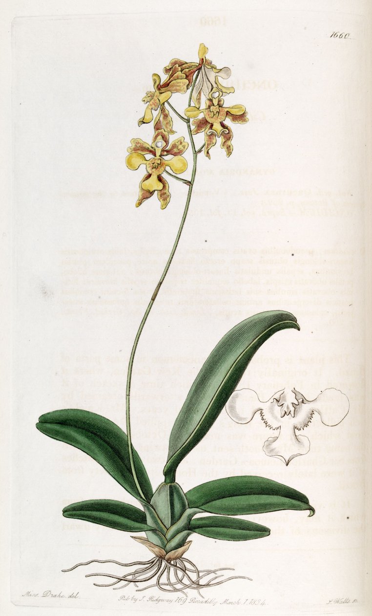 Oncidium ciliatum tekijältä Miss Drake
