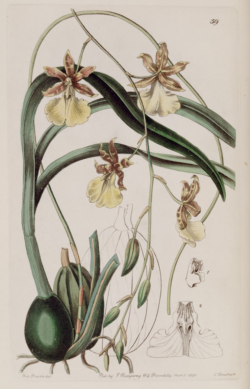 Oncidium graminifolium (syn. Cyrtochilum filipes) tekijältä Miss Drake