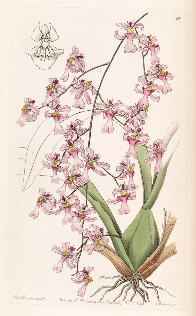 Oncidium ornithorhynchum tekijältä Miss Drake