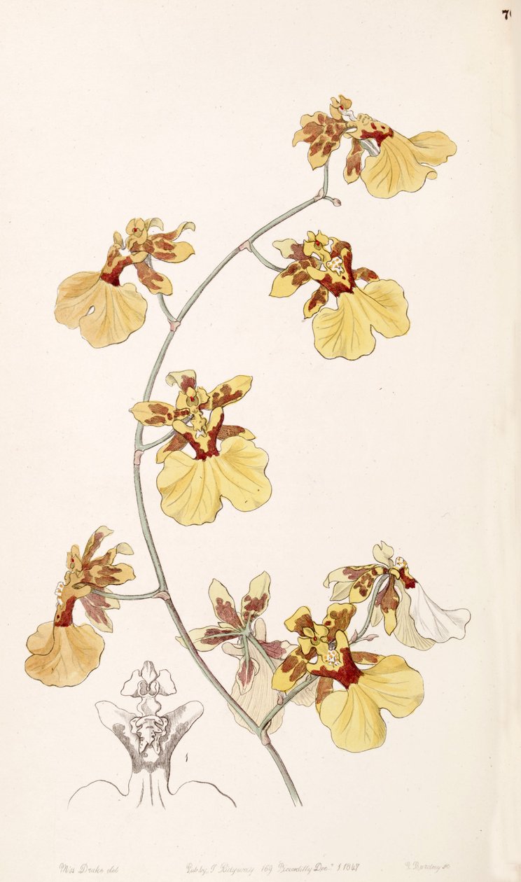 Oncidium reflexum (syn. Oncidium pelicanum) tekijältä Miss Drake