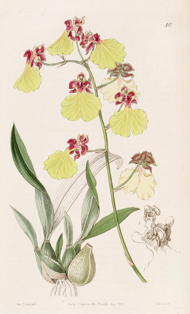 Oncidium spilopterum tekijältä Miss Drake