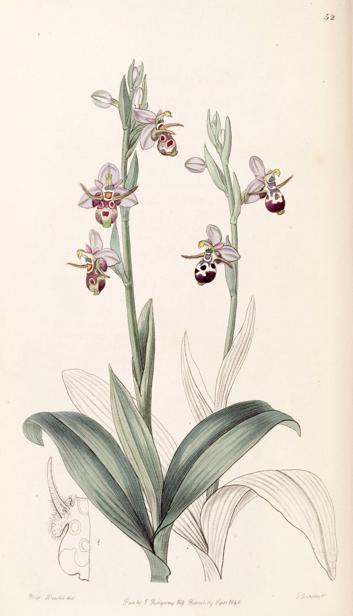 Ophrys scolopax subsp. cornuta (synonyymi Ophrys cornuta) tekijältä Miss Drake