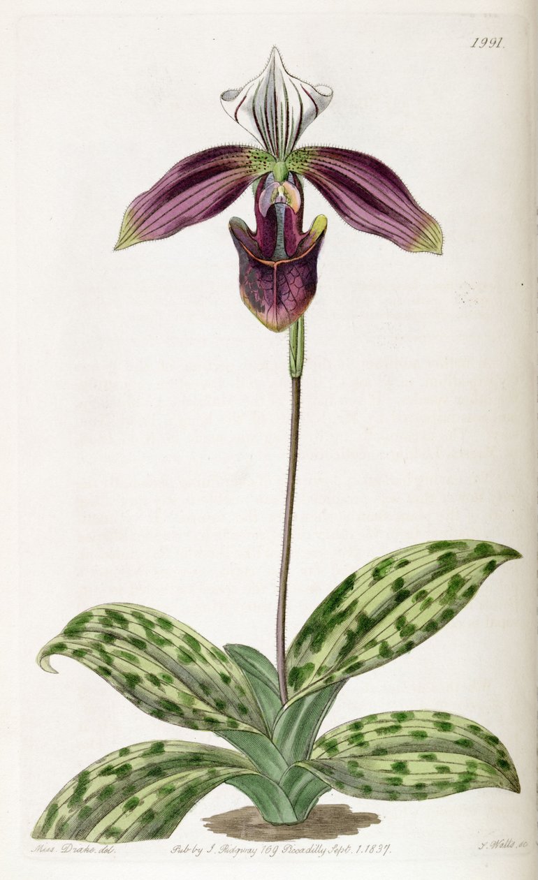 Paphiopedilum purpuratum (syn. Cypripedium purpuratum) tekijältä Miss Drake
