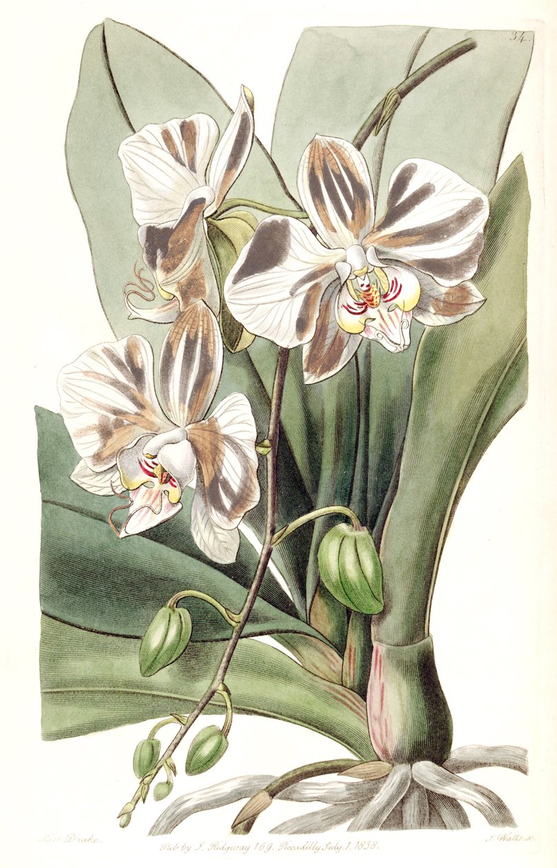 Phalaenopsis aphrodite subsp. aphrodite (syn. Phalaenopsis amabilis Lindl. (1838), nim. laiton) tekijältä Miss Drake