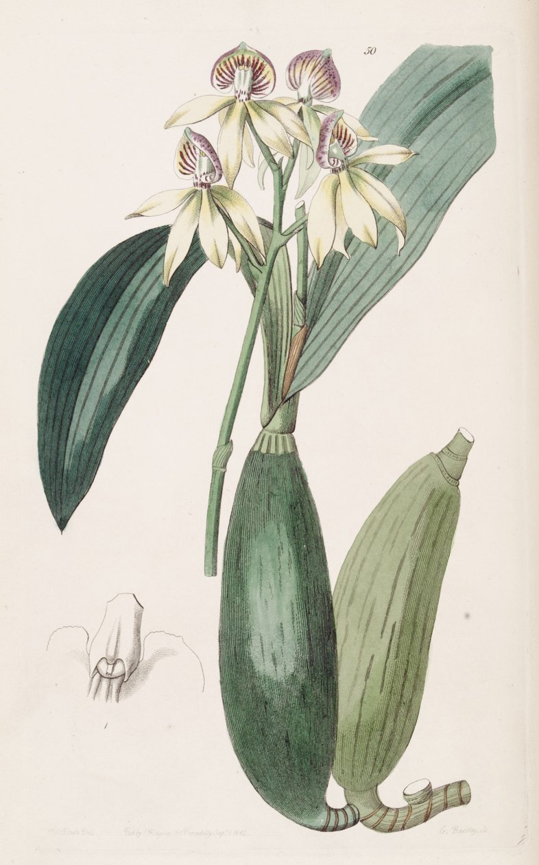 Prosthechea cochleata (syn. Epidendrum lancifolium) tekijältä Miss Drake