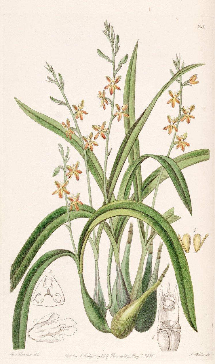 Prosthechea ochracea (syn. Epidendrum ochraceum) tekijältä Miss Drake